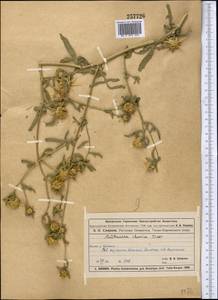 Centaurea iberica Trevis. ex Spreng., Middle Asia, Muyunkumy, Balkhash & Betpak-Dala (M9) (Kazakhstan)