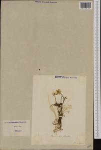 Ranunculus glacialis L., Western Europe (EUR) (Italy)