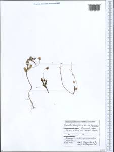 Cuscuta planiflora Ten., Caucasus, Black Sea Shore (from Novorossiysk to Adler) (K3) (Russia)