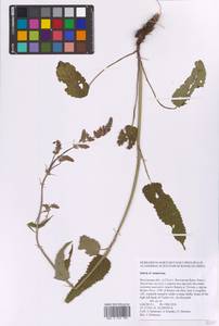 Salvia nemorosa L., Eastern Europe, Rostov Oblast (E12a) (Russia)