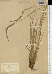 Calamagrostis arundinacea (L.) Roth, Eastern Europe, Central forest region (E5) (Russia)