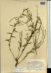 Artemisia dubia var. subdigitata (Mattf.) Y. R. Ling, Mongolia (MONG) (Mongolia)