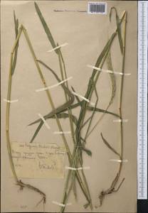 Elymus drobovii (Nevski) Tzvelev, Middle Asia, Western Tian Shan & Karatau (M3) (Kazakhstan)