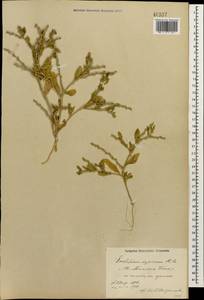 Euclidium syriacum (L.) W.T. Aiton, Caucasus, Azerbaijan (K6) (Azerbaijan)