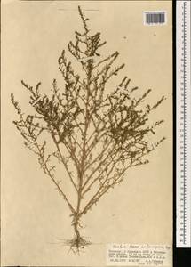 Grubovia melanoptera (Bunge) Freitag & G. Kadereit, Mongolia (MONG) (Mongolia)