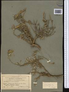 Scutellaria oxystegia Juz., Middle Asia, Western Tian Shan & Karatau (M3) (Kyrgyzstan)