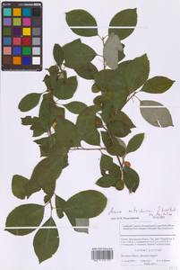 Sorbaronia × fallax C.K.Schneid., Eastern Europe, Moscow region (E4a) (Russia)