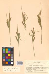 Carex planiculmis Kom., Siberia, Russian Far East (S6) (Russia)