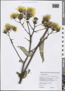 Crepis sibirica L., Siberia, Baikal & Transbaikal region (S4) (Russia)