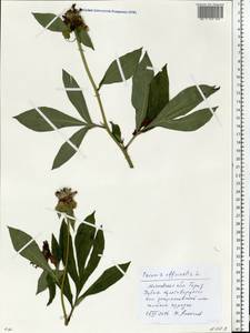 Paeonia officinalis, Eastern Europe, Moscow region (E4a) (Russia)