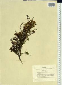 Spiraea alpina Pall., Siberia, Altai & Sayany Mountains (S2) (Russia)