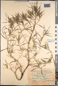 Agriophyllum pungens (Vahl) Link, Caucasus, North Ossetia, Ingushetia & Chechnya (K1c) (Russia)