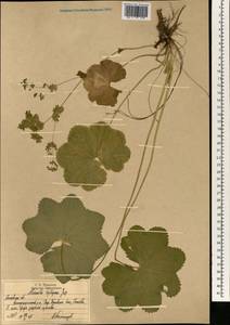 Alchemilla heptagona Juz., Eastern Europe, Moscow region (E4a) (Russia)