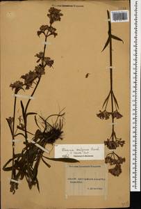 Viscaria vulgaris Röhl., Caucasus, Stavropol Krai, Karachay-Cherkessia & Kabardino-Balkaria (K1b) (Russia)