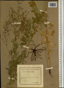 Thalictrum, Siberia, Baikal & Transbaikal region (S4) (Russia)