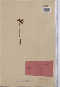 Phedimus hybridus (L.) 't Hart, Middle Asia, Northern & Central Kazakhstan (M10) (Kazakhstan)
