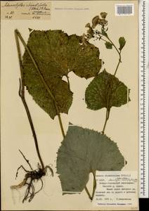 Caucasalia macrophylla (M. Bieb.) B. Nord., Caucasus, North Ossetia, Ingushetia & Chechnya (K1c) (Russia)