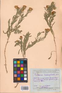 Centaurea trichocephala M. Bieb. ex Willd., Eastern Europe, Rostov Oblast (E12a) (Russia)