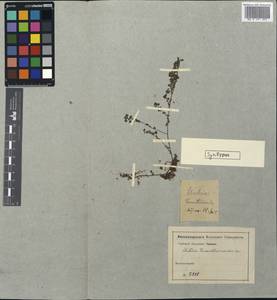 Pilea trianthemoides (Sw.) Lindl., Unclassified