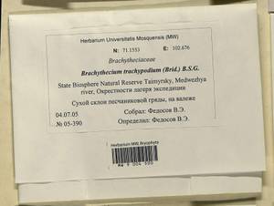 Brachytheciastrum trachypodium (Brid.) Ignatov & Huttunen, Bryophytes, Bryophytes - Krasnoyarsk Krai, Tyva & Khakassia (B17) (Russia)