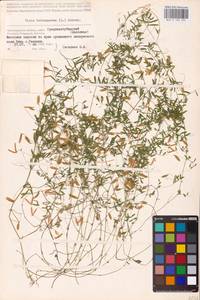 Vicia tetrasperma (L.) Schreb., Eastern Europe, Lower Volga region (E9) (Russia)