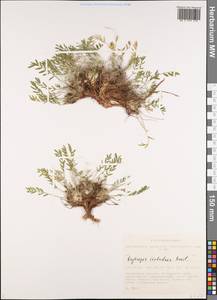 Oxytropis includens Basil., Siberia, Altai & Sayany Mountains (S2) (Russia)