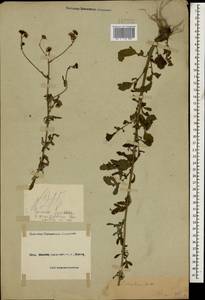 Jacobaea erratica (Bertol.) Fourr., Caucasus, Black Sea Shore (from Novorossiysk to Adler) (K3) (Russia)
