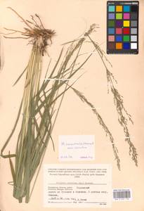 Molinia caerulea (L.) Moench, Eastern Europe, Moscow region (E4a) (Russia)