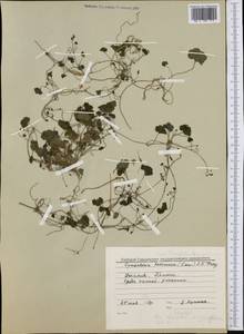 Cymbalaria muralis G. Gaertn., B. Mey. & Scherb., Western Europe (EUR) (Italy)