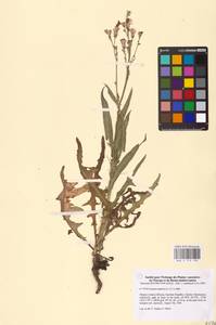 Lactuca tatarica (L.) C. A. Mey., Eastern Europe, Northern region (E1) (Russia)