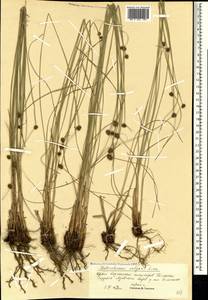 Scirpoides holoschoenus (L.) Soják, Crimea (KRYM) (Russia)