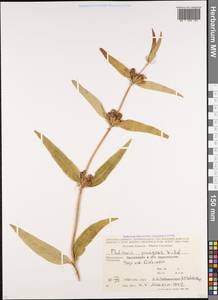 Phlomis herba-venti subsp. pungens (Willd.) Maire ex DeFilipps, Caucasus, Stavropol Krai, Karachay-Cherkessia & Kabardino-Balkaria (K1b) (Russia)
