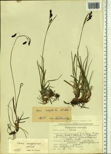 Carex microchaeta subsp. nesophila (Holm) D.F.Murray, Siberia, Chukotka & Kamchatka (S7) (Russia)