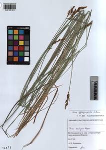 KUZ 002 912, Carex appropinquata Schumach., Siberia, Altai & Sayany Mountains (S2) (Russia)