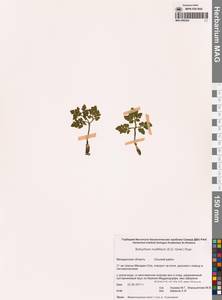 Sceptridium multifidum (S.G.Gmel.) M.Nishida ex Tagawa, Siberia, Chukotka & Kamchatka (S7) (Russia)