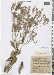 Lepidium cartilagineum (J.Mayer) Thell., Middle Asia, Syr-Darian deserts & Kyzylkum (M7) (Kazakhstan)