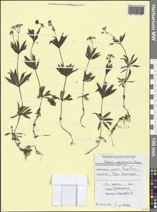 Galium odoratum (L.) Scop., Caucasus, Black Sea Shore (from Novorossiysk to Adler) (K3) (Russia)