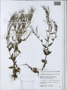 Epilobium pseudorubescens A. K. Skvortsov, Siberia, Baikal & Transbaikal region (S4) (Russia)