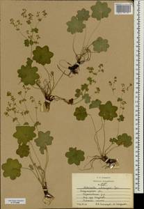 Alchemilla substrigosa Juz. ex Majewski, Eastern Europe, Central region (E4) (Russia)