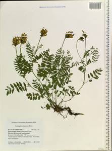 Astragalus danicus Retz., Eastern Europe, Northern region (E1) (Russia)