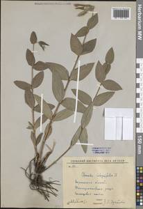 Clematis integrifolia L., Eastern Europe, Central forest-and-steppe region (E6) (Russia)