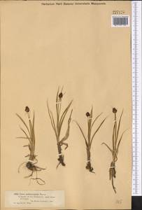 Carex melanantha C.A.Mey., Middle Asia, Dzungarian Alatau & Tarbagatai (M5) (Kazakhstan)