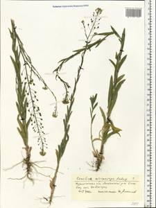 Camelina microcarpa Andrz. ex DC., Eastern Europe, Central forest-and-steppe region (E6) (Russia)