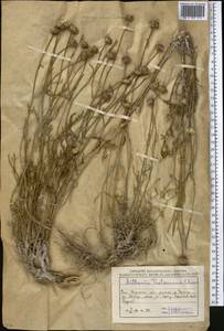 Archanthemis trotzkiana (Claus ex Bunge) Lo Presti & Oberpr., Middle Asia, Caspian Ustyurt & Northern Aralia (M8) (Kazakhstan)