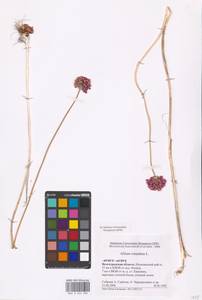 Allium rotundum L., Eastern Europe, Lower Volga region (E9) (Russia)