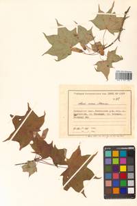 Acer pictum subsp. mono (Maxim.) H.Ohashi, Siberia, Russian Far East (S6) (Russia)