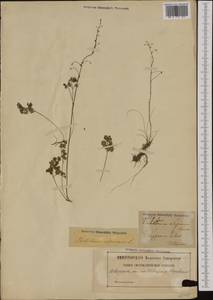 Thalictrum alpinum L., Western Europe (EUR) (Sweden)