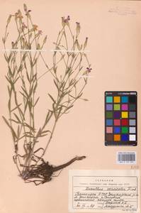 Dianthus chinensis L., Eastern Europe (no precise locality) (E0)