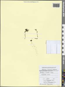 Medicago minima (L.) Bartal., Caucasus, Abkhazia (K4a) (Abkhazia)