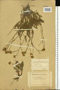 Tanacetum millefolium (L.) Tzvelev, Eastern Europe, Lower Volga region (E9) (Russia)